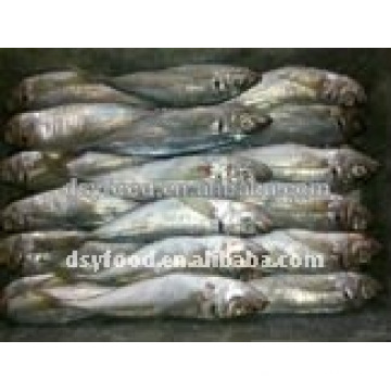 Frozen Horse Mackerel